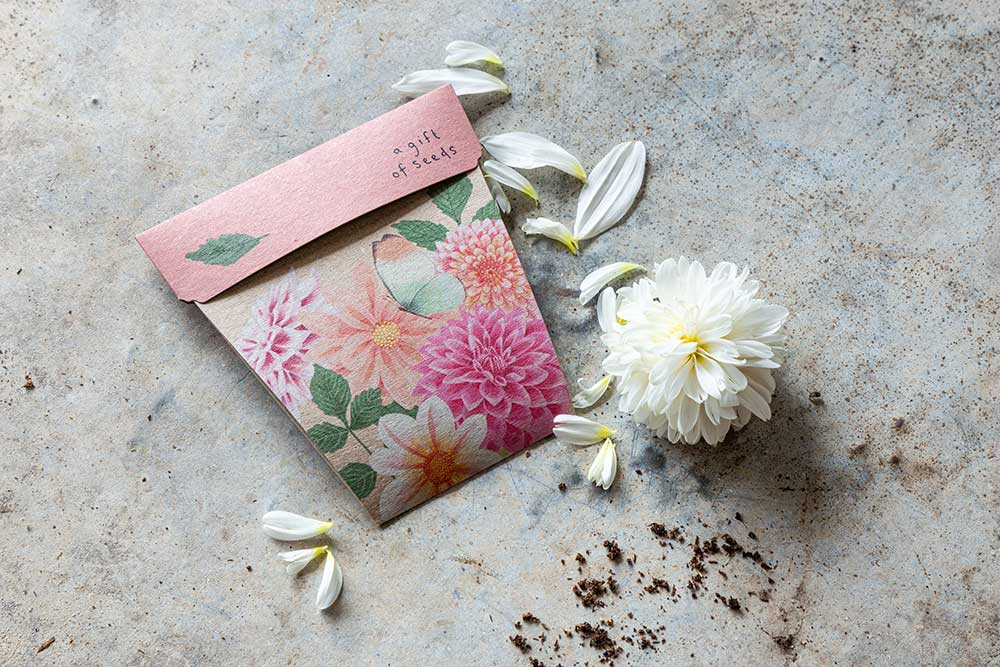Dahlia Gift of Seeds image 2