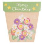 Christmas Native Daisies Gift of Seeds (ws)