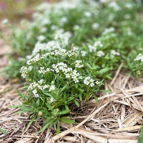 Garden Wonderland Gift of Seeds - Image 6