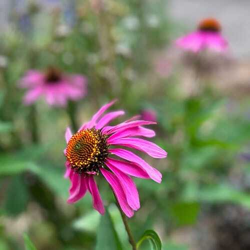Echinacea Flower by Sow 'n Sow