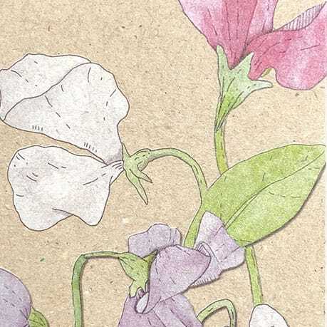 Sweet Pea Gift Tag 10 Pack - Image 4