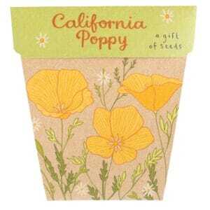 California Poppy