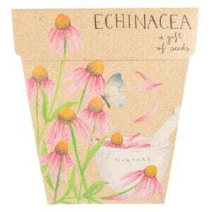 Echinacea seeds
