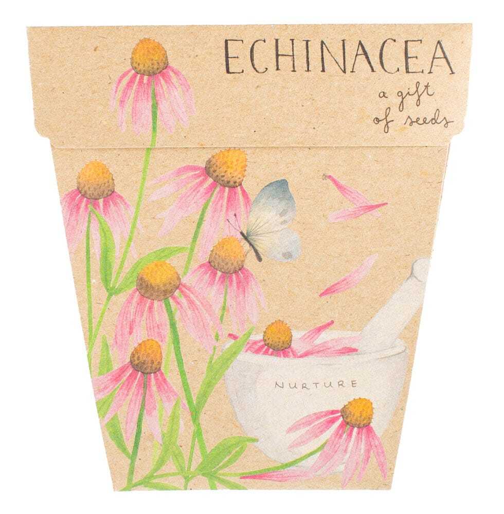 Echinacea seeds