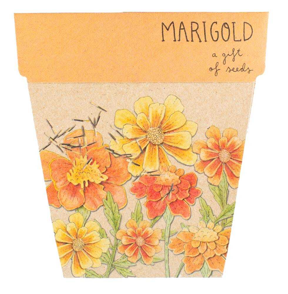 Marigold