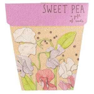 Sweet Pea