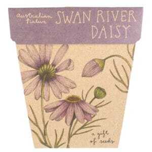 Swan River Daisy