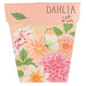 Dahlia Gift of Seeds