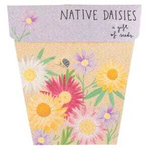 Australian Native Daisies Gift of Seeds