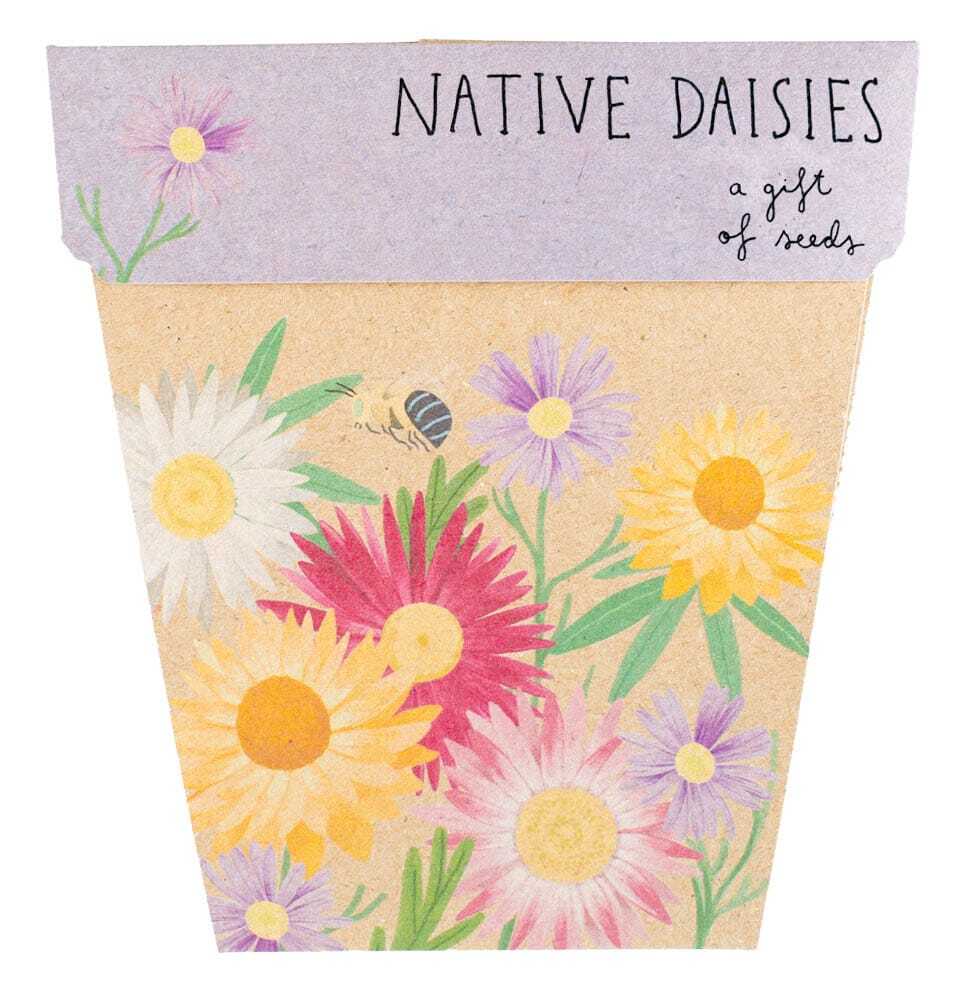 Australian Native Daisies Gift of Seeds