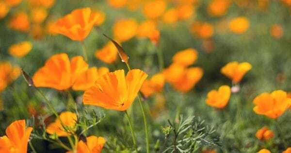 How to grow Californian poppies from seed
