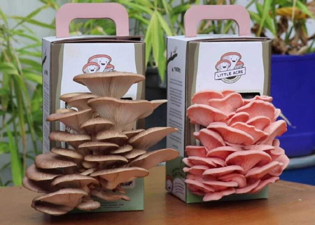 A kit to grow your own mushrooms at home