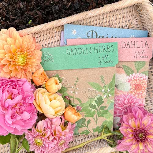 Dahlia Daisy & Garden Herbs