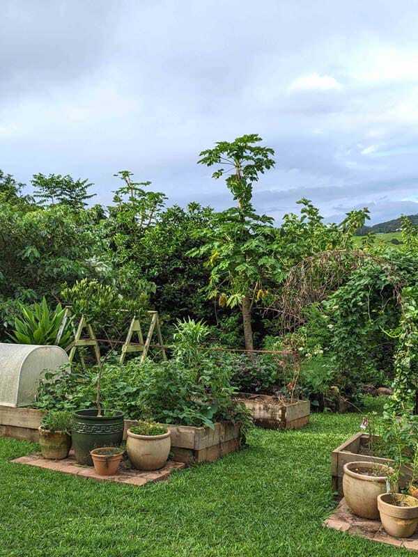 From Cold Hills to Lush Rainforests: Brenner Lowe's Journey to Creating a Thriving Edible Garden