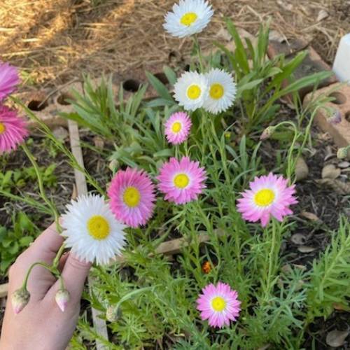 Everlasting Daisy rhodanthe chlorocephala