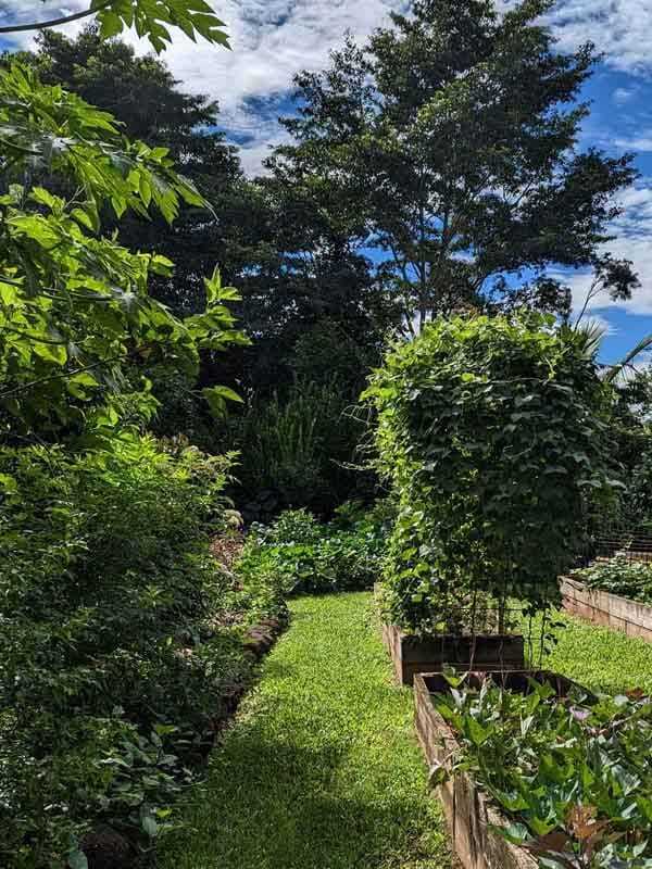 From Cold Hills to Lush Rainforests: Brenner Lowe's Journey to Creating a Thriving Edible Garden