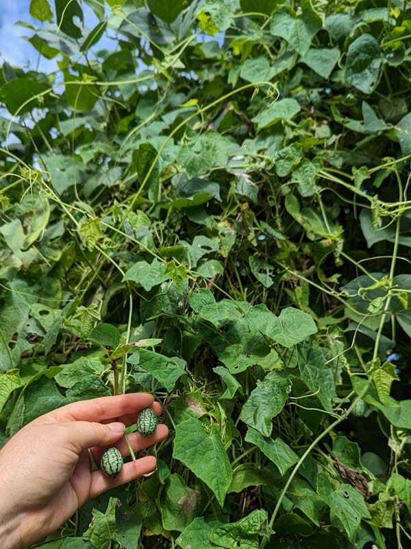 From Cold Hills to Lush Rainforests: Brenner Lowe's Journey to Creating a Thriving Edible Garden