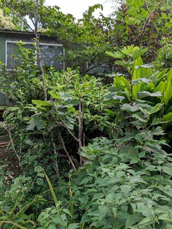 From Cold Hills to Lush Rainforests: Brenner Lowe's Journey to Creating a Thriving Edible Garden