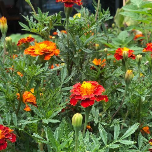 Thanks a Bunch Gift of Seeds - Image 13