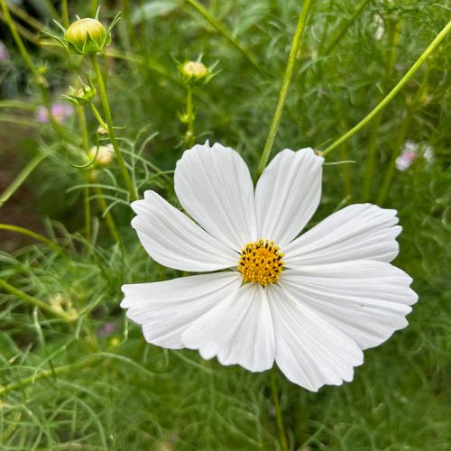 Thanks a Bunch Gift of Seeds - Image 11