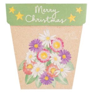 Christmas Native Daisies Gift of Seeds