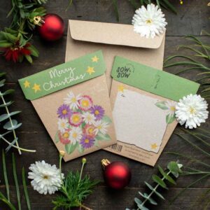 Christmas Native Daisy Seeds