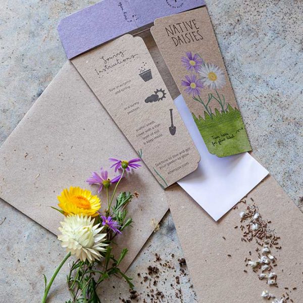 Native-Daisies---Image-3---Web