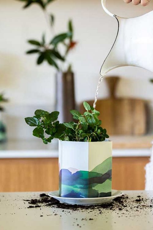 PopUpPot_Planting_web