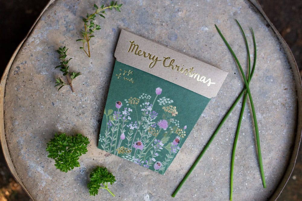 Christmas Herbs Seeds Set of 4