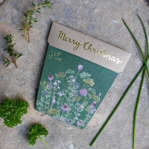 Christmas Herbs Seeds Set of 4