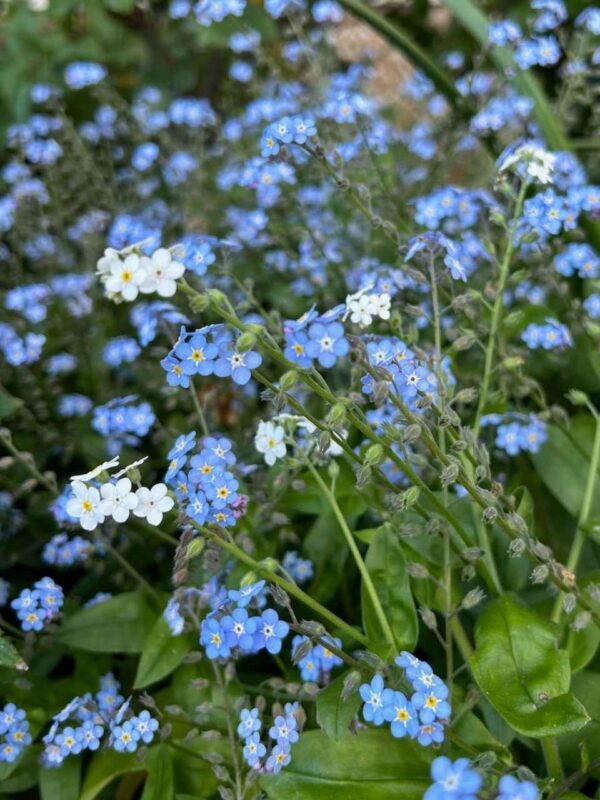 Forget-me-not Gift of Seeds - Image 6