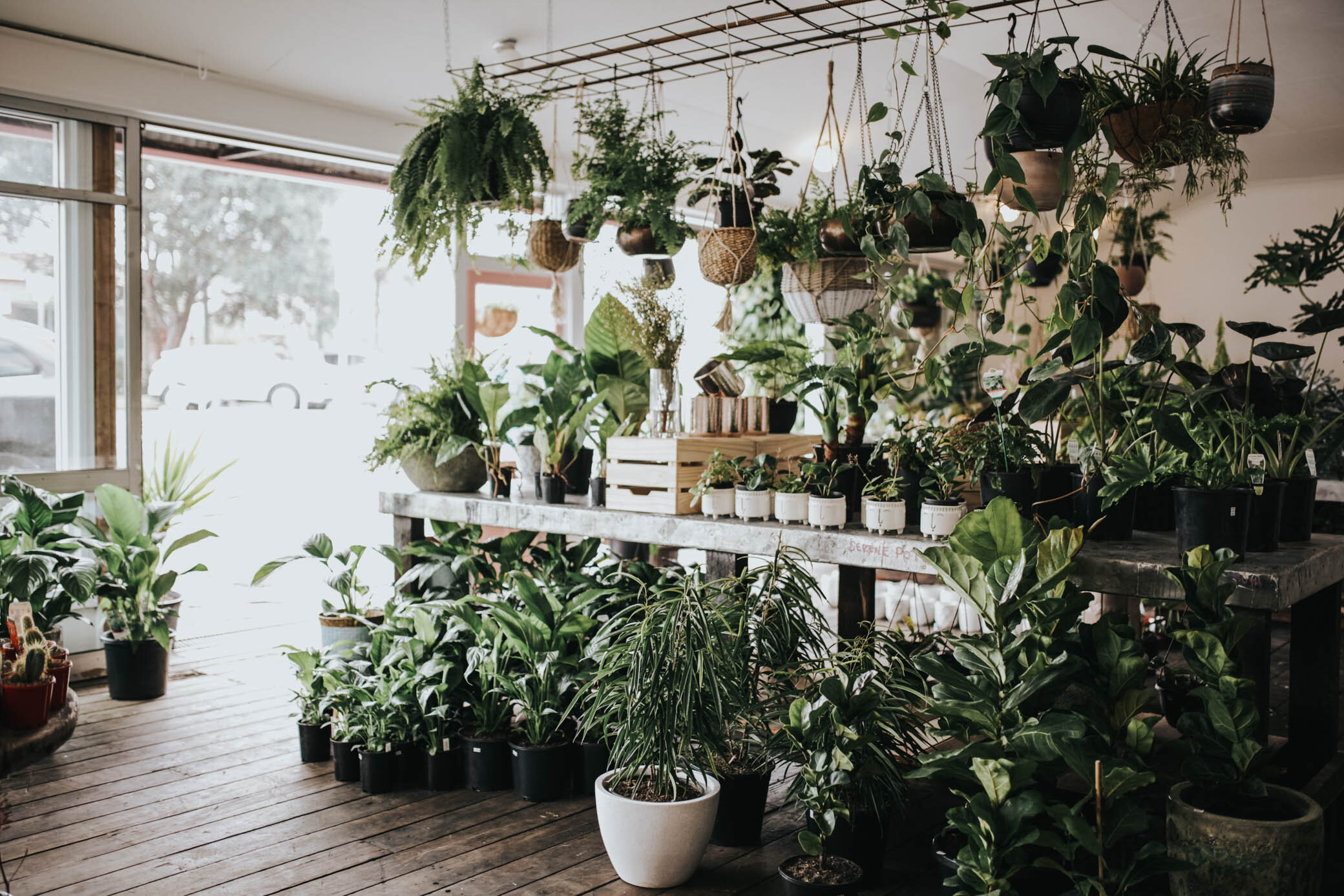 Trending indoor plants and how to keep them happy