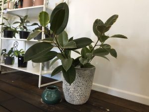 Trending plants and how to keep them happy