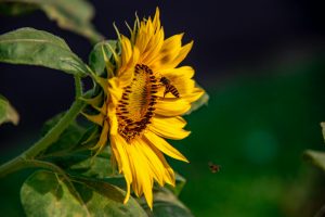 How to attract bees and other pollinators to your garden