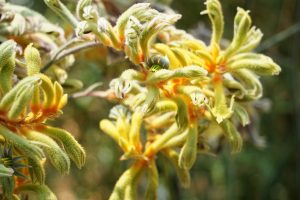 Why it is important to grow Australian native plants