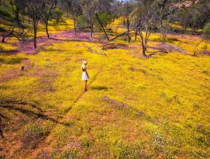 Where to see spectacular wildflowers in Western Australia