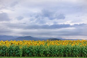 Sunflower and Sunshine Festival - flower festival and sunflower fields Australia