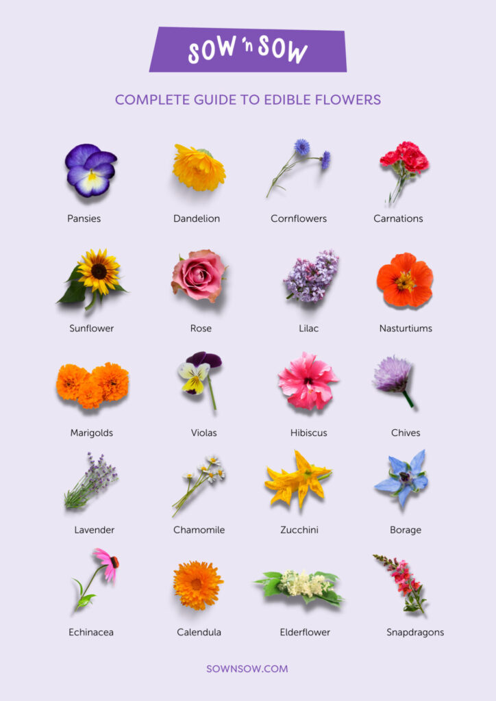 A complete guide to 20 edible flowers - Sow 'n Sow