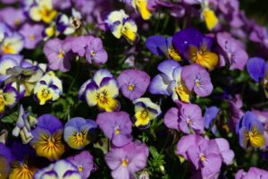 A complete guide to 20 edible flowers