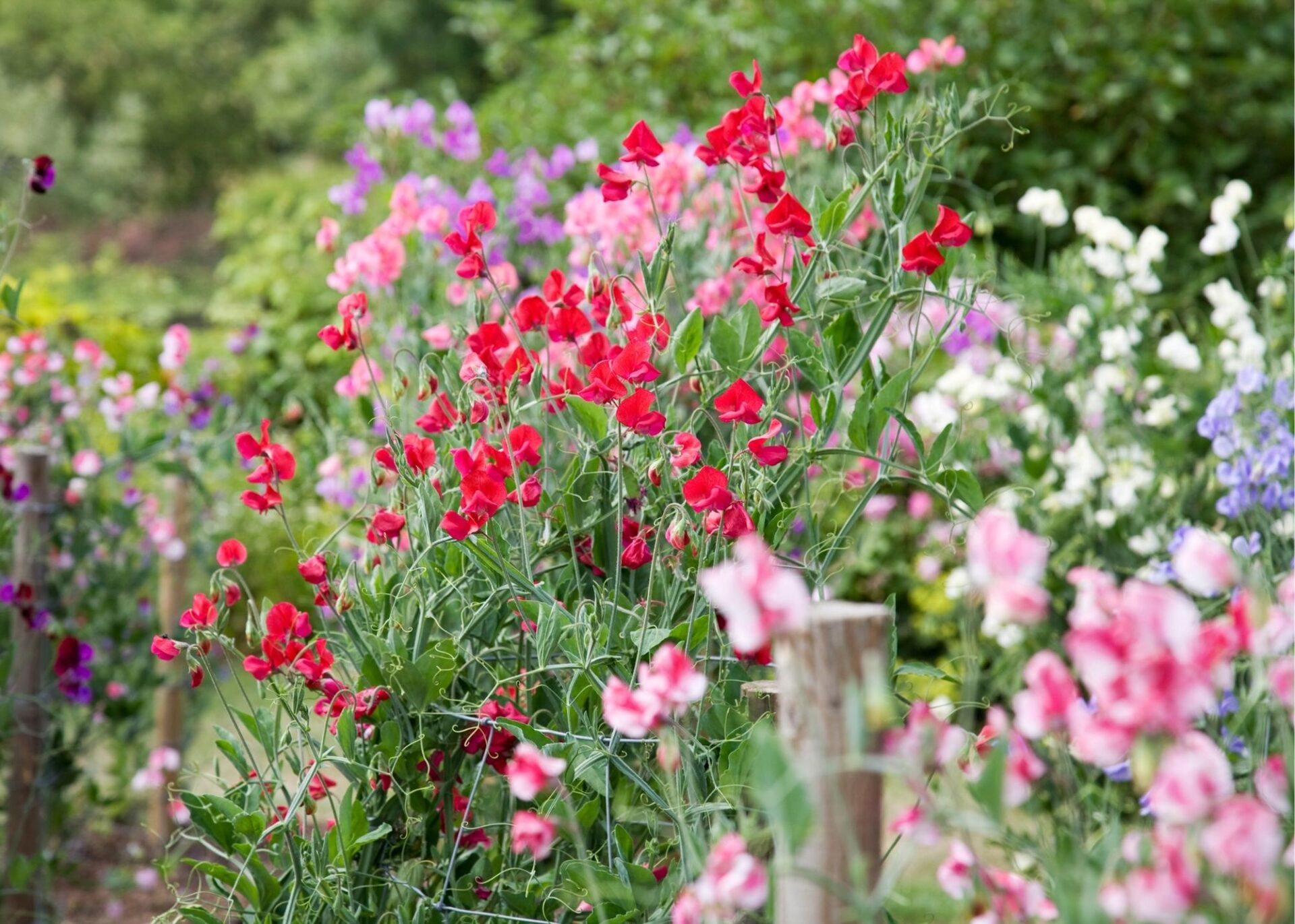 How to grow sweet pea flowers from seed