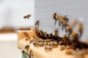 Have you heard about migratory beekeepers?