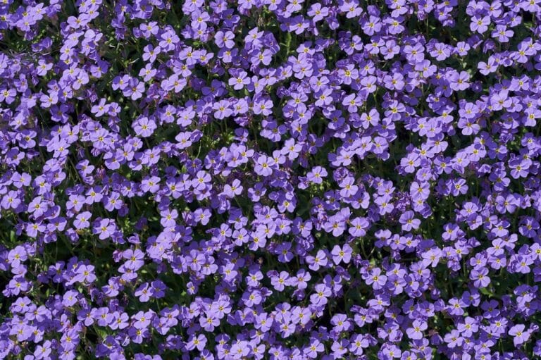 How flowers get their colours