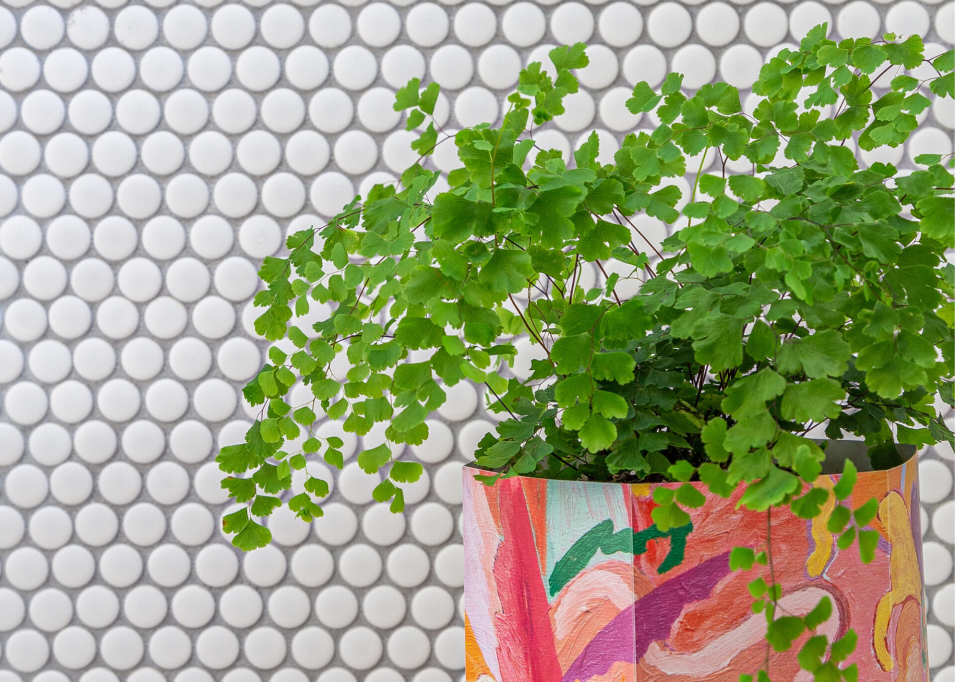 How to care for maidenhair ferns