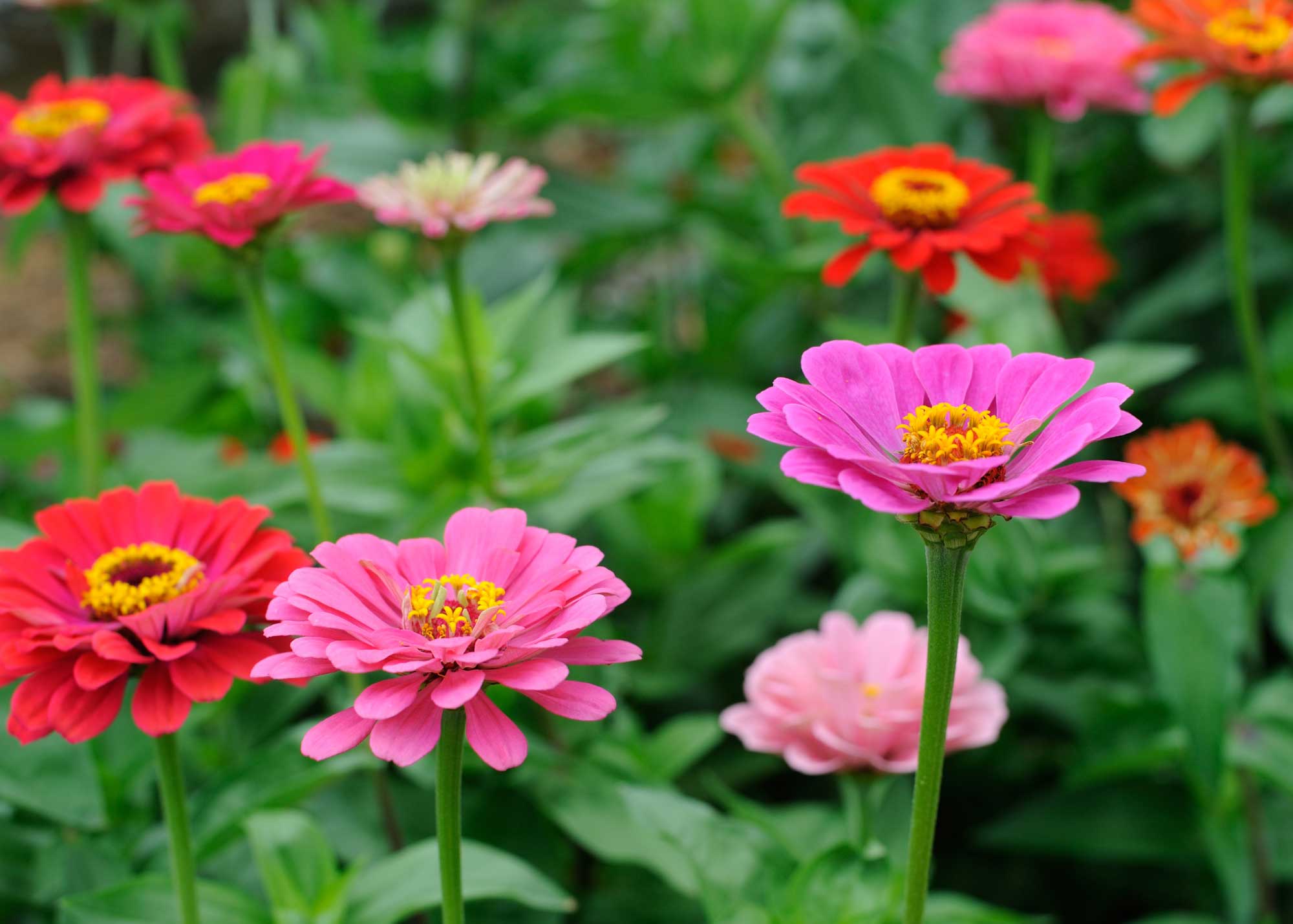 How to grow zinnia flowers from seed