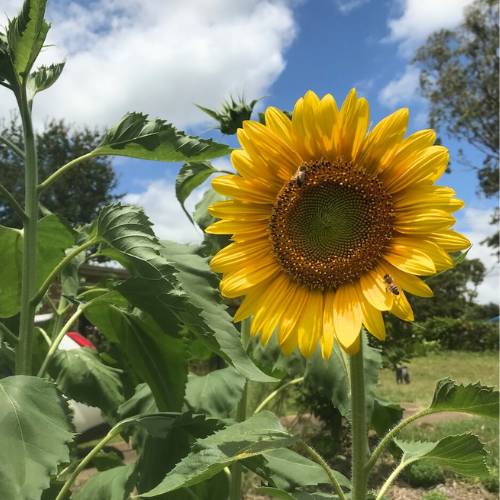 Christmas Sunflower Gift of Seeds - Image 5