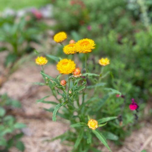 Native Daisies Gift of Seeds - Image 8