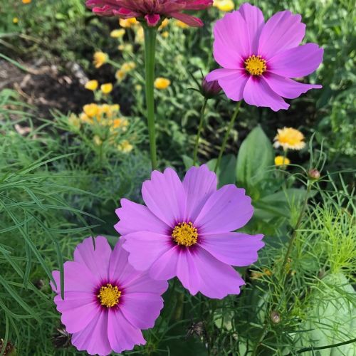 Thanks a Bunch Gift of Seeds - Image 9