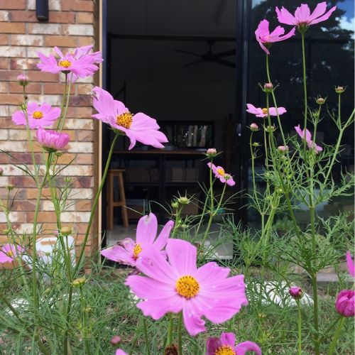 Thanks a Bunch Gift of Seeds - Image 10