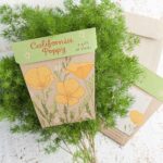 California Poppy Gift of Seeds Bulk Buy Pack of 50