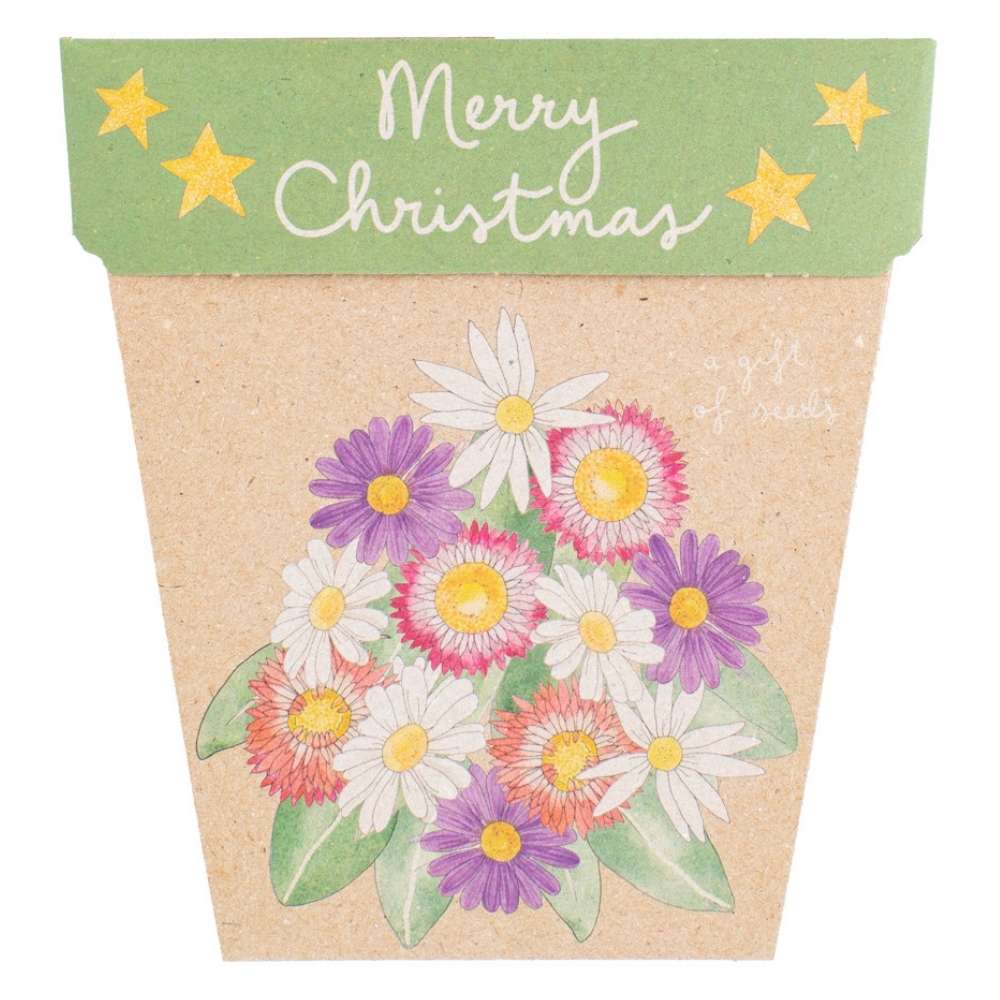 Christmas Native Daisies Gift of Seeds (ws)